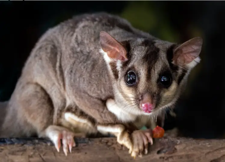 Discover effective methods to safely remove possums from your roof and learn preventive measures to keep them from returning. Protect your home today!